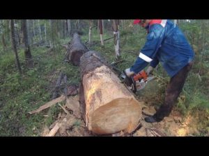 Почему нельзя пилить сухостой в лесу на дрова
