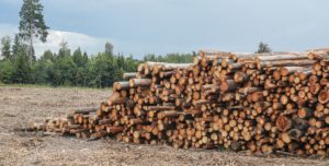 Как получить 150 кубов леса от государства