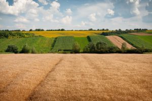 Как продать пай земли сельхозназначения в 2020 году