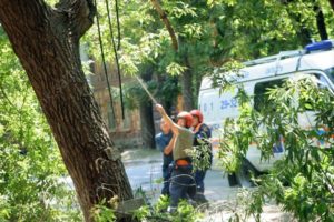 Как спилить дерево во дворе многоквартирного дома