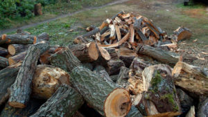 Можно ли из леса вывозить сухие упавшие деревья на дрова