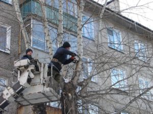 Как спилить дерево во дворе многоквартирного дома