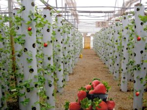 Бизнес план по выращиваю клубники на гидропонике