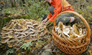 Можно ли собирать грибы в заповедниках