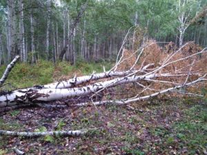 Можно ли из леса вывозить сухие упавшие деревья на дрова